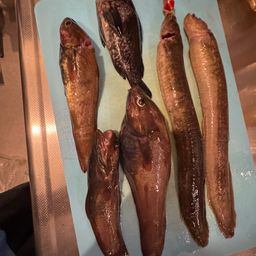 ダイナンギンポ