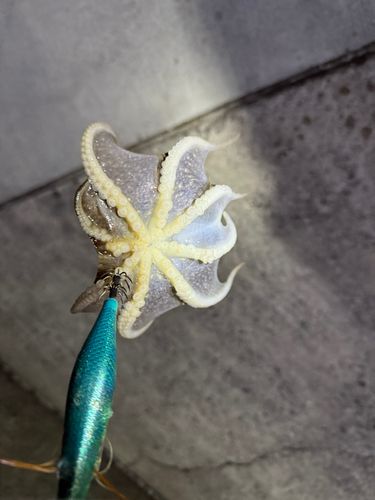 タコの釣果