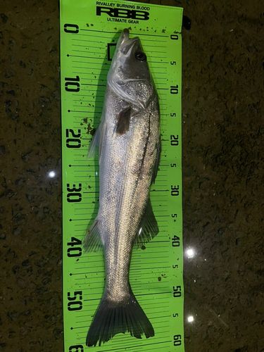 マルスズキの釣果