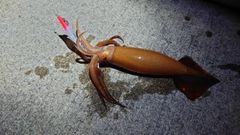 イカの釣果