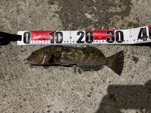 アブラコの釣果