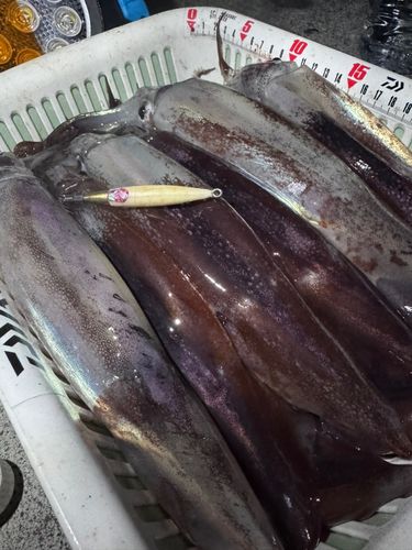 スルメイカの釣果