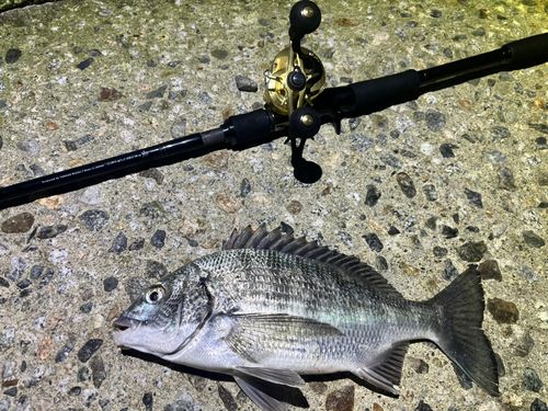 チヌの釣果