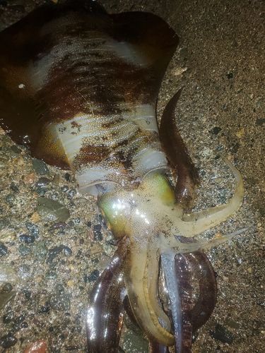 アオリイカの釣果