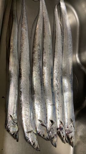 タチウオの釣果