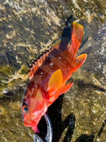 アカハタの釣果