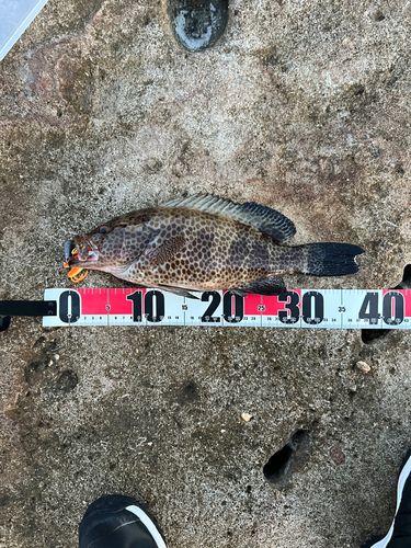 大崎・ジョウモン