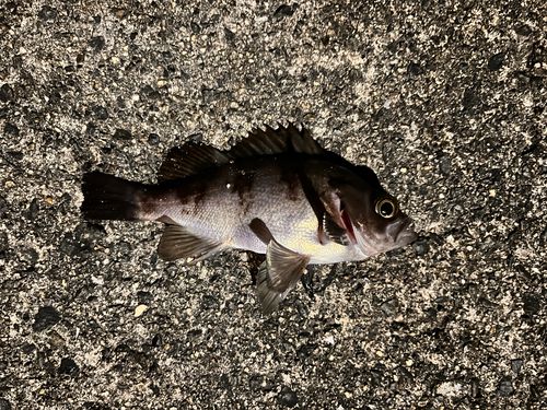 メバルの釣果