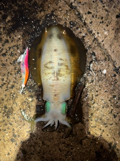 アオリイカの釣果