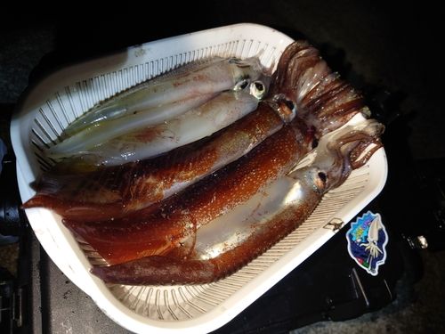 イカの釣果