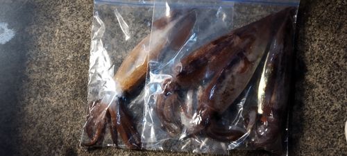スルメイカの釣果