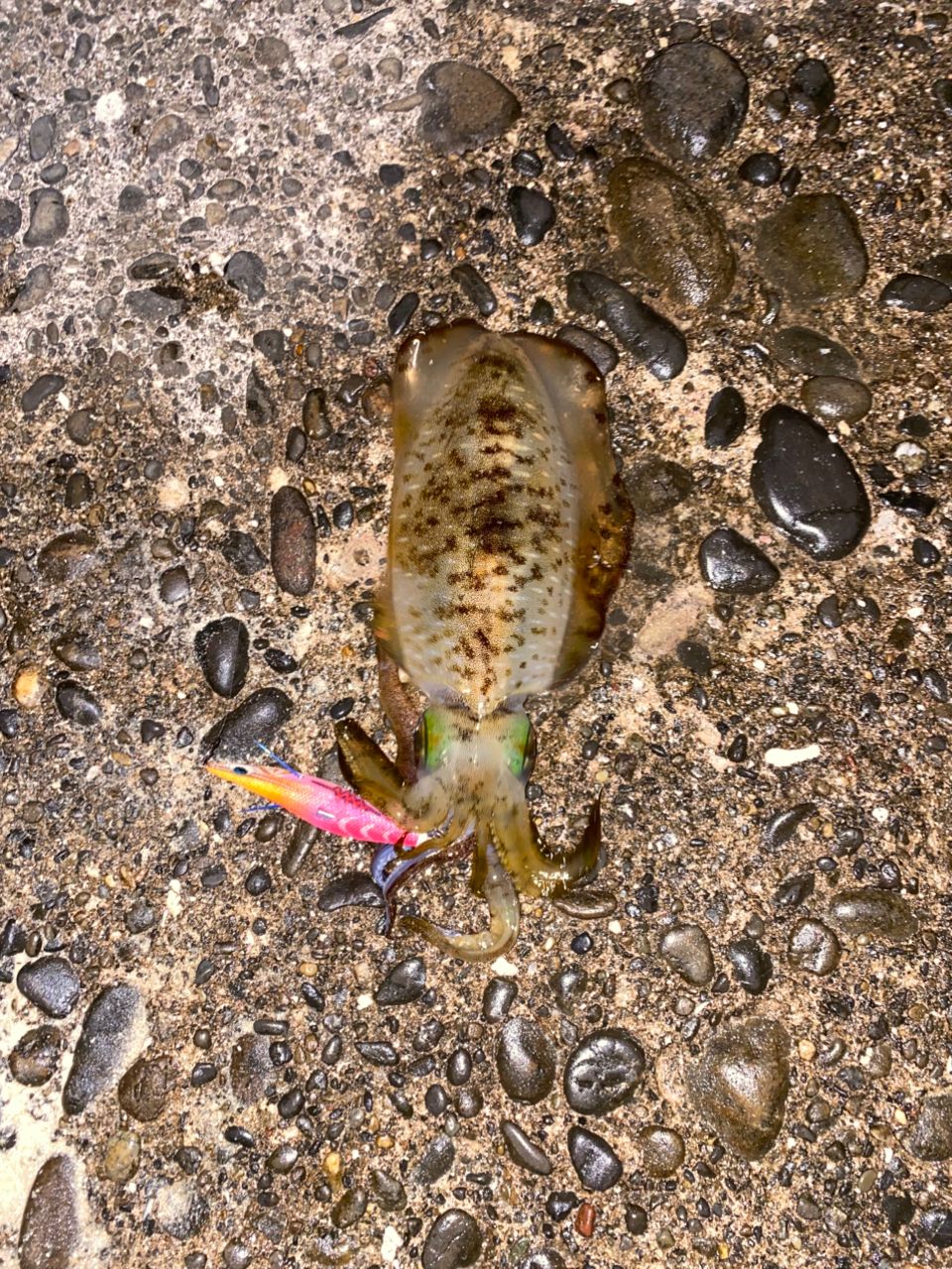 DAIWA 19エメラルダス MX 75MMH-S.Nの最安値・インプレ・釣果 | 本音の