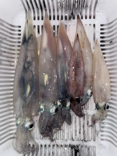 三陸海岸（岩手）