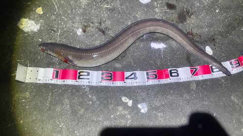 マアナゴの釣果