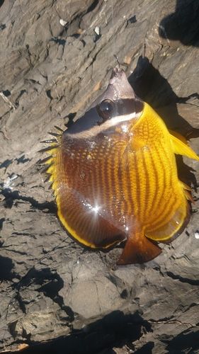 チョウチョウウオの釣果