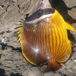 チョウチョウウオ