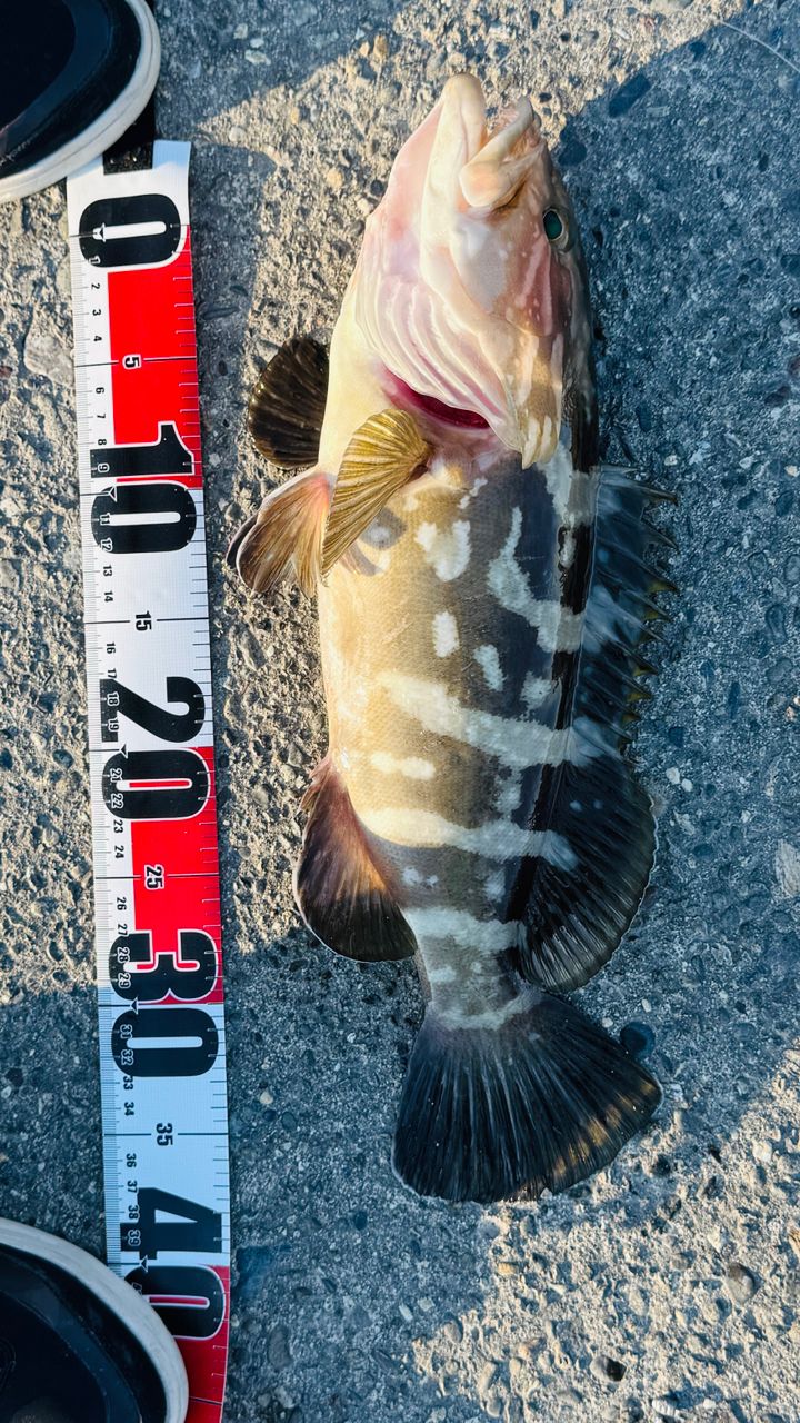 DAIWA 23シーバスフラット X 90MLの最安値・インプレ・釣果 | 本音の