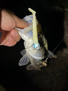 フッコ（マルスズキ）の釣果