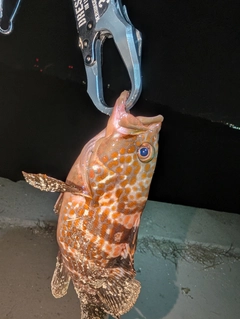 キジハタの釣果