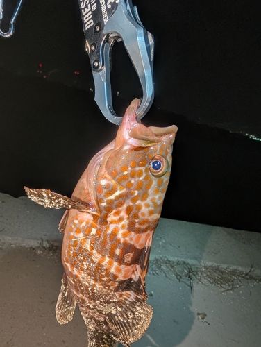 キジハタの釣果