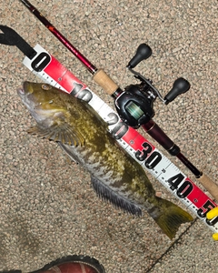 アイナメの釣果