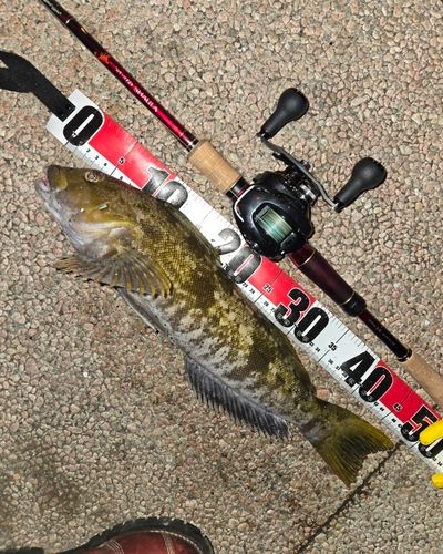 アイナメの釣果