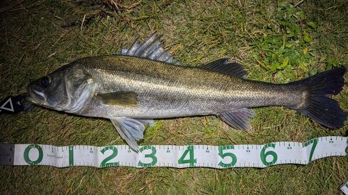 スズキの釣果