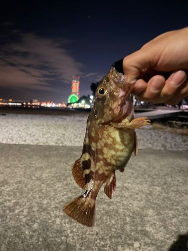 カサゴの釣果