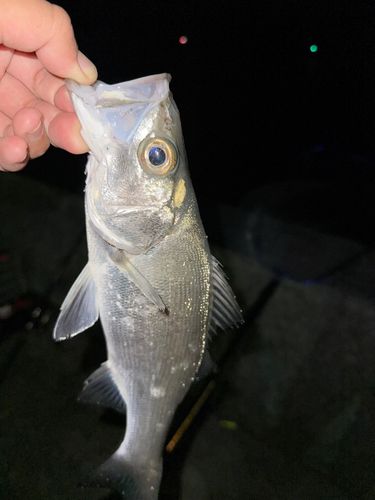 セイゴ（ヒラスズキ）の釣果