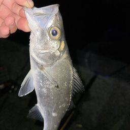 セイゴ（ヒラスズキ）