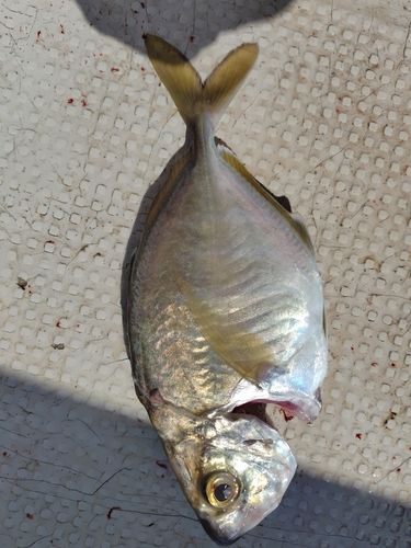 ナンヨウカイワリの釣果