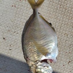 ナンヨウカイワリ