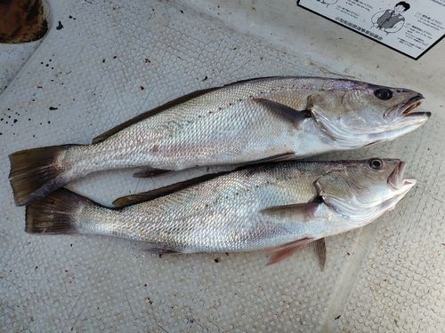 オオニベの釣果