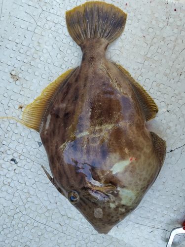 カワハギの釣果