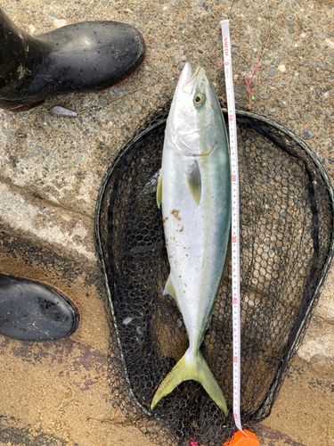 三陸海岸（青森）