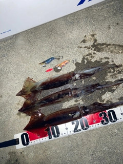 スルメイカの釣果