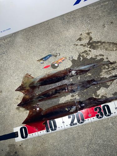 スルメイカの釣果