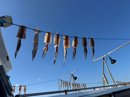 スルメイカの釣果