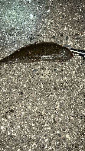 シタビラメの釣果