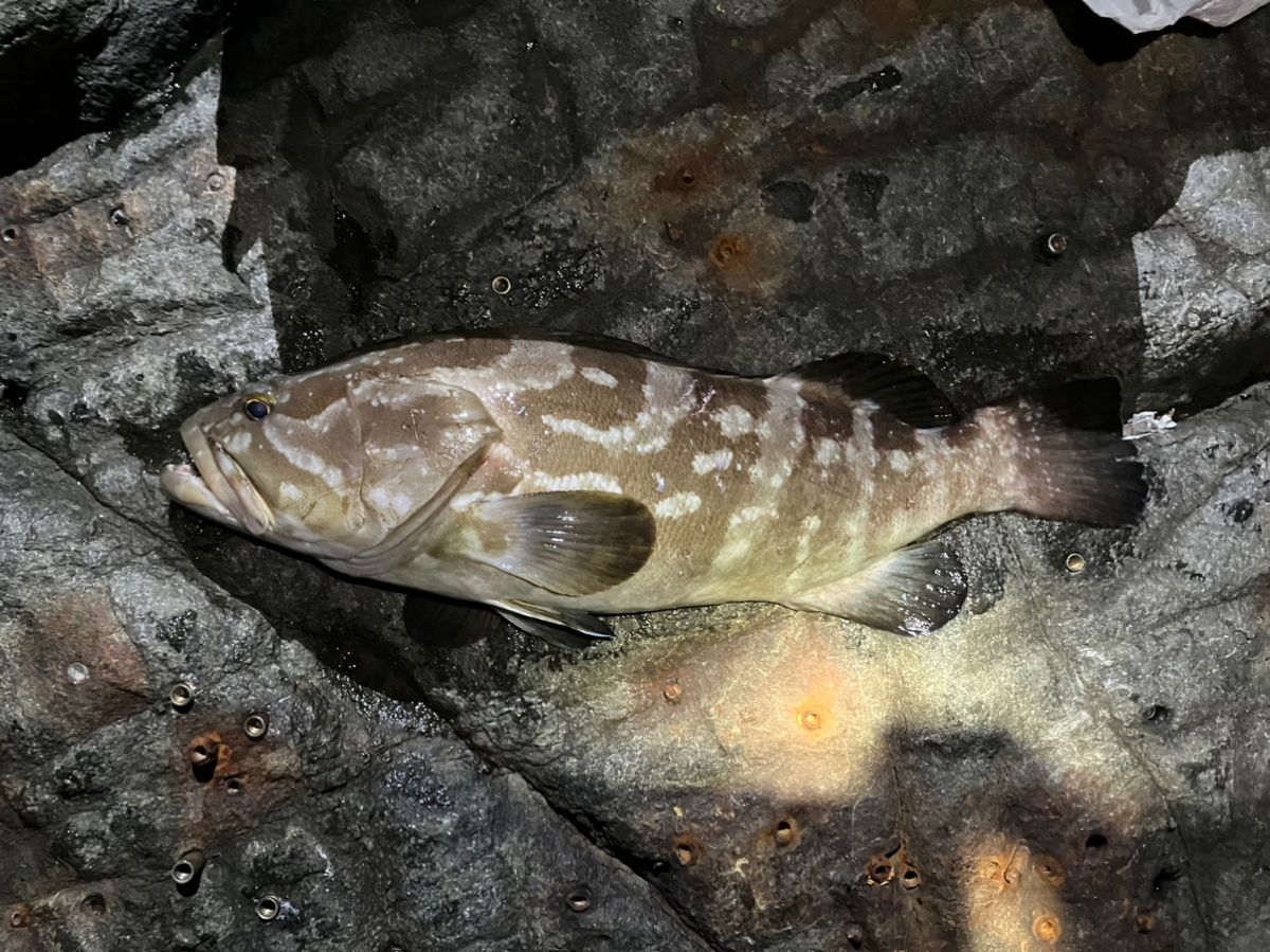 笠子郎さんの釣果 1枚目の画像