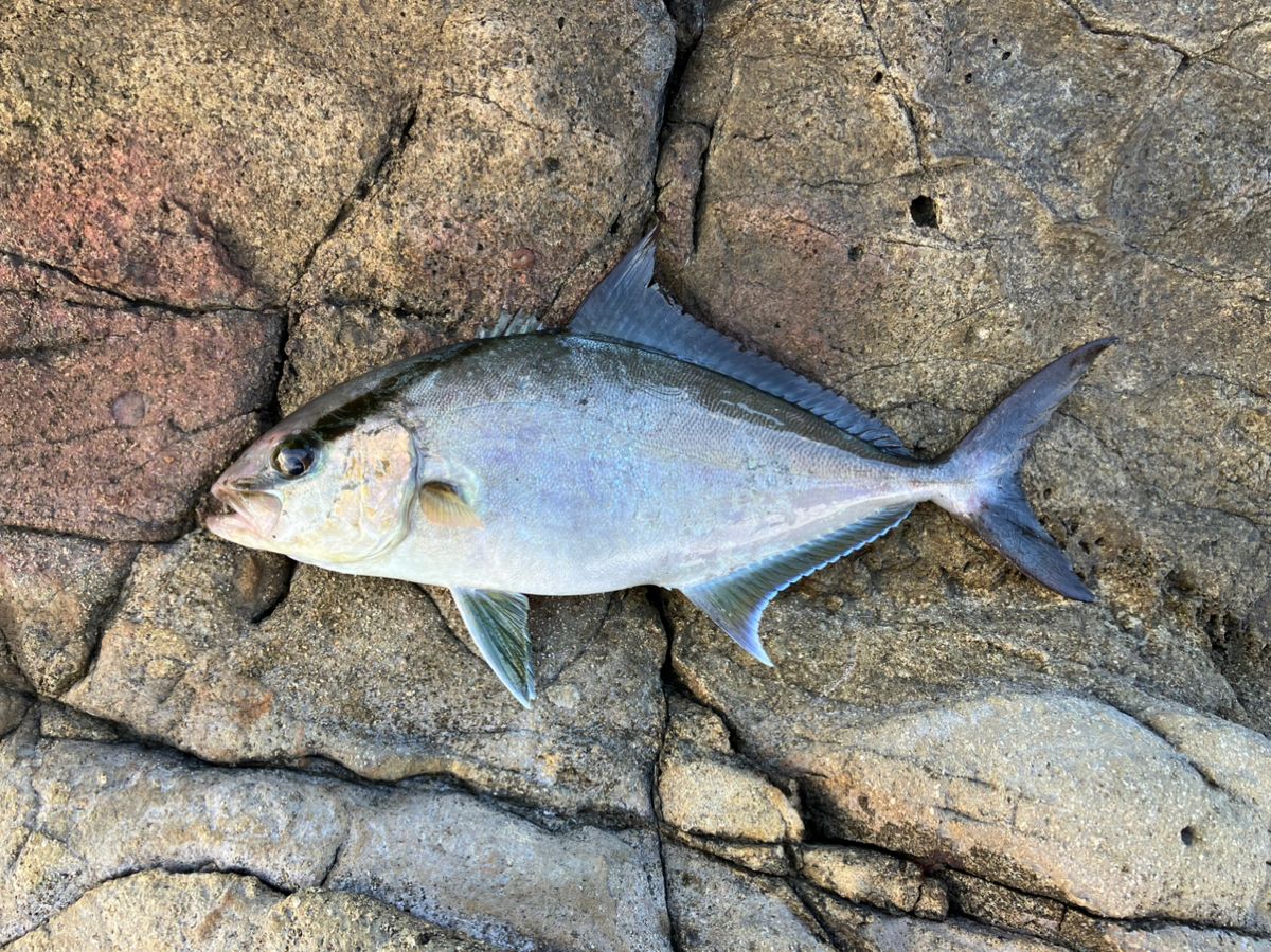 笠子郎さんの釣果 1枚目の画像