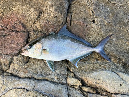 ヒレナガカンパチの釣果