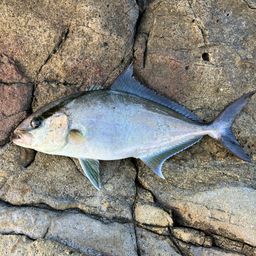 ヒレナガカンパチ