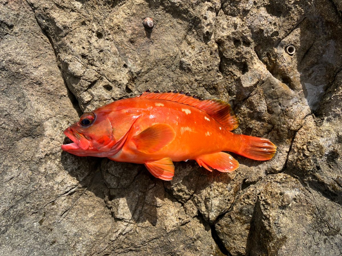 笠子郎さんの釣果 1枚目の画像