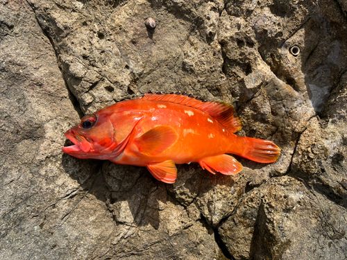 アカハタの釣果