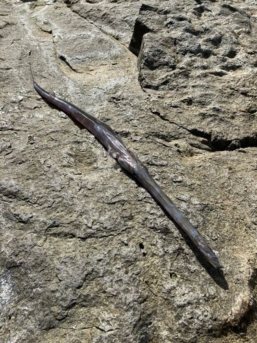 アオヤガラの釣果