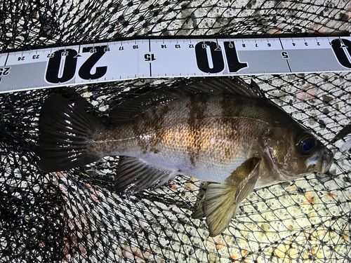 小名浜港市場前