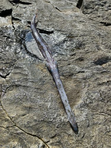 アオヤガラの釣果