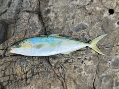 ヒラマサの釣果