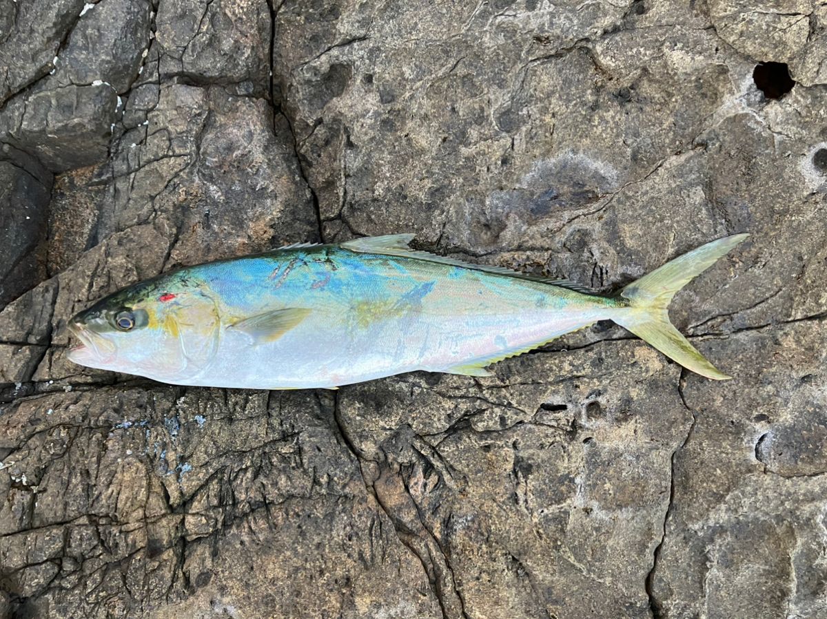 笠子郎さんの釣果 1枚目の画像